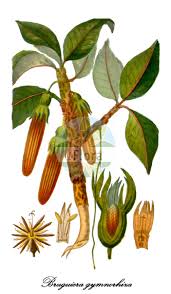 Image result for Rhizophoraceae