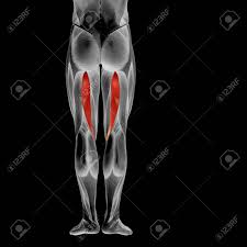 The muscles in the hip are responsible for the movement of the hip and, by proxy, the leg. Conceptual 3d Human Back Upper Leg Muscle Anatomy Isolated On Black Background Stock Photo Picture And Royalty Free Image Image 91414197