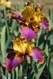 Photo Of Tall Bearded Iris Iris Syncopation Uploaded By Calif Sue Iris Garden Lawn And Garden Amazing Flowers