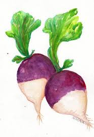 White Purple Turnips Original Watercolor Painting Vegetables Etsy Em 2021 Aguarela Aquarela Artes E Artesanato