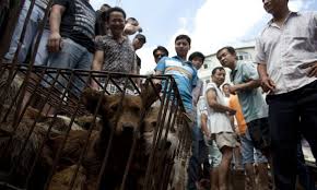 Check spelling or type a new query. L Evenement Canin Le Plus Important Du Monde Se Tiendra En Chine Juste Avant Le Festival Annuel De La Viande De Chien Epoch Times