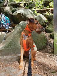 Image result for irský teriér