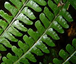 Image result for Didymochlaena