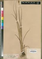 Image result for Carex steudneri