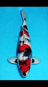 Pin By Heather Woods On Betta And Koi Koi Carp Koi Fish Japanese Koi