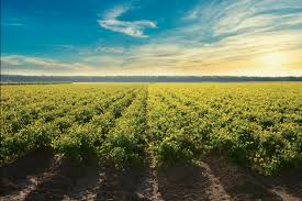 Maybe you would like to learn more about one of these? Martinez Orchards Inc