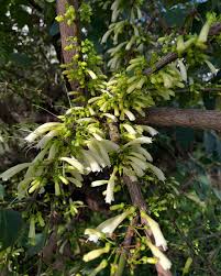 Image result for Halleria lucida