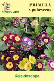 Image result for Primula x pubescens