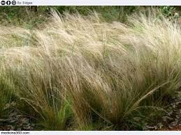 Allergia Alle Graminacee