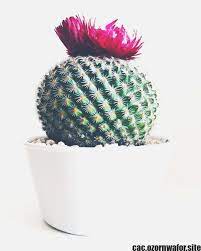 Pin On Flower For Paint