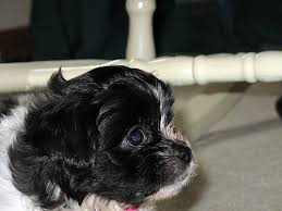 If you are new here, every state page on mtbp (that's shorthand for mini teddy bear puppies) has a comprehensive list of every breeder that we have located in that state. How Much Does A Teddy Bear Puppy Cost Howmuchisit Org