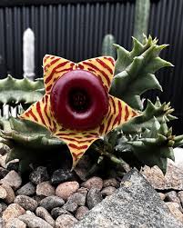 Image result for Huernia zebrina