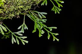 Image result for Asplenium mannii