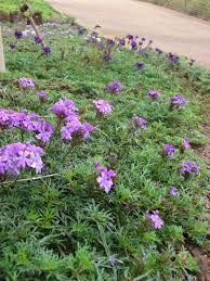 Image result for Vandellia subracemosa