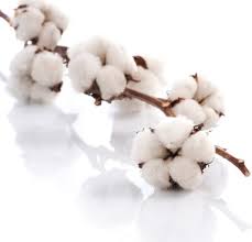 Hd wallpapers and background images Cotton Plant Free Stock Photos Download 6 331 Free Stock Photos For Commercial Use Format Hd High Resolution Jpg Images