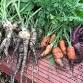 Offshoots Community Garden Adult Volunteer Sessions event image