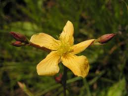 Image result for Hypericum lalandii