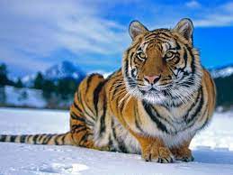 Many Of These Images Are Part Of Our Free Wallpaper And Free Screensavers Siberian Tiger Animals Wild Save The Tiger