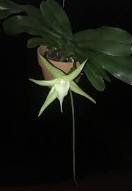 Image result for Angraecum cultriforme