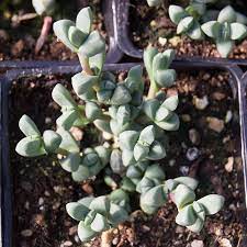 Delosperma Lehmannii Ice Plant Succulents For Sale Suculentas Plantas Jardineria