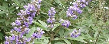 Nature hills is america's largest online plant nursery. Vitex Agnus Castus Chaste Tree Lilac Chastetree Monk S Pepper Vitex Agnus Castus Lecompte
