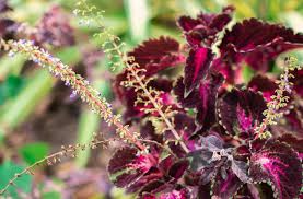 Image result for Coleus