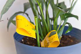 Maybe you would like to learn more about one of these? How To Get Rid Of Gnats Naturally Get Green Be Well