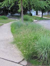 Find over 100+ of the best free prairie grass images. Grass Alternatives Buffalo Grass In Ann Arbor Creating Sustainable Landscapes