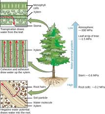 Nov 08, 2020 · instructions. How Do Plants Absorb Water From The Soil Quora