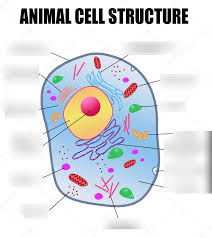 What is the description of an animal cell? Animal Cell Diagram 2 Diagram Quizlet