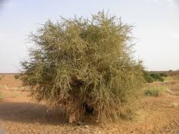 Image result for Maerua