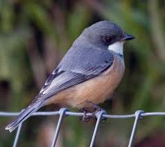 Image result for Phyllanthus paxii