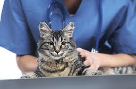 Simply complete the form below and select which type of claim form you need. Snap Send Simple Pet Insurance Claims That Won T Take Staff Time Nationwidedvm