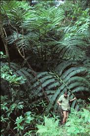 Image result for Lellingeria