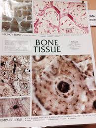 Pin By Lisa Cummings On A P Me Human Body Systems Human Skeleton Anatomy Human Anatomy And Physiology