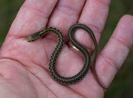 Little Baby Snake Baby Snakes Garden Whimsy Cute Baby Animals