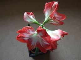 Flowers with radial symmetry are also called actinomorphic flowers(examples. A Z List Of House Plants Common And Scientific Names