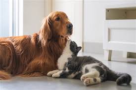 Bayramda Dort Ayakli Dostlarimiz Kedi Ve Kopek Pansiyonlarinda