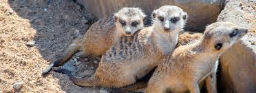 Animals Of The Desert