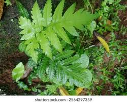 Image result for Tectaria