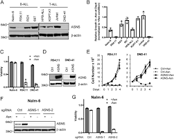 Semantic scholar profile for shan su, with 17 highly influential citations and 24 scientific research papers. Promoter Demethylation Of The Asparagine Synthetase Gene Is Required For Atf4 Dependent Adaptation To Asparagine Depletion Journal Of Biological Chemistry