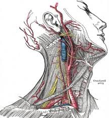 Learn more about skin anatomy at howstuffworks. Neck Anatomy Overview Quadrangular Area Osteology The Cervical Spine