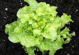 Salat im eigenen garten ernten zu können, ist eine bereicherung für die küche. Pflucksalat Pflanzen Tipps Zum Anbau Und Zu Den Sorten