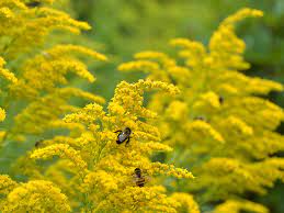Fields Of Gold For The Love Of Goldenrod Coastal Maine Botanical Gardens