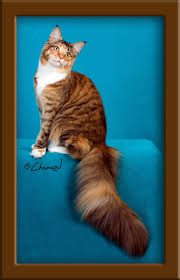 She's now 6 yrs old in people years. Lapcats Cattery Maine Coon Cats And Kittens For Sale In Kansas
