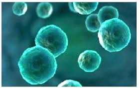 Image result for Cyclospora