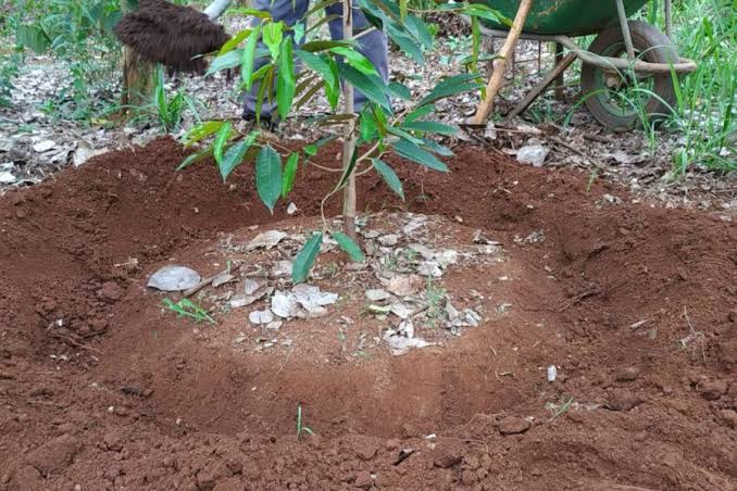 Bón phân cho sầu riêng con 3 năm đầu