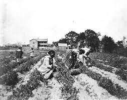 Sharecropping Ncpedia