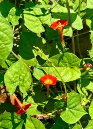 Image result for Ipomoea hederifolia