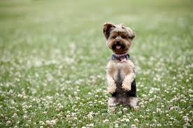 We are familiar with this breed and have raised them over the years. 7 Types Of Adorable Yorkie Puppies